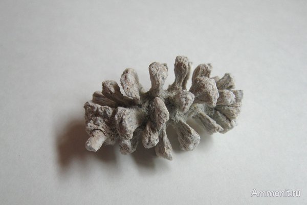 Германия, верхнемеловая флора, Ахен, Aachen, шишки, Upper Cretaceous