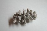 окаменелая шишка (Sequoia sp.) окаменелая шишка (Sequoia sp.)