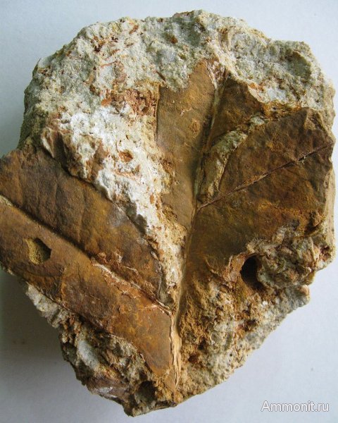 Германия, верхнемеловая флора, Ахен, Aachen, Upper Cretaceous