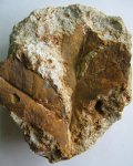 Отпечатки листьев (фрагмент) Отпечатки листьев (фрагмент)