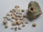 окаменелые плоды окаменелые плоды
