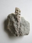 окаменелая шишка (Geinitzia Schlotheimii) окаменелая шишка (Geinitzia Schlotheimii)