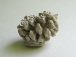 окаменелая шишка (Sequoia sp.) окаменелая шишка (Sequoia sp.)