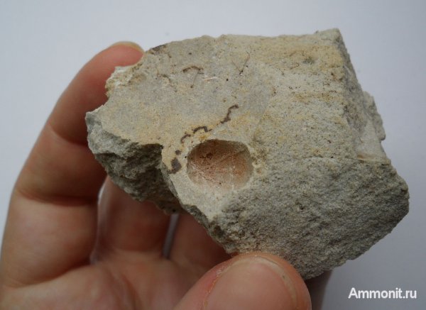 Германия, верхнемеловая флора, Ахен, Aachen, Upper Cretaceous