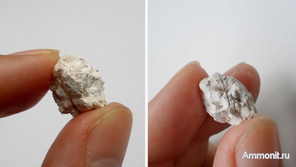 Германия, верхнемеловая флора, Ахен, Aachen, шишки, Upper Cretaceous