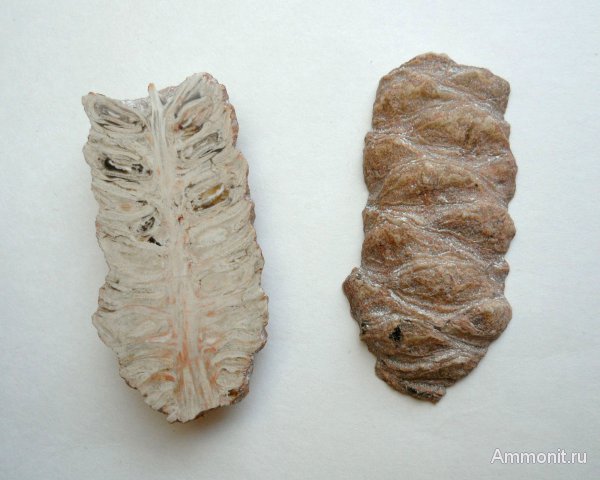 Аргентина, Патагония, окаменелые шишки, Pararaucaria