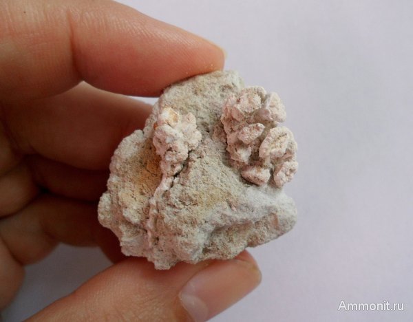 Германия, верхнемеловая флора, Ахен, Aachen, шишки, Upper Cretaceous