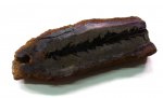 ветка араукарии