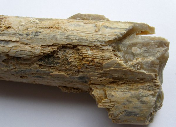 миоцен, Венгрия, окаменелая флора, Ratka, Megyaszo