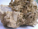 окаменевшая почва с корнями и фрагментами болотных растений