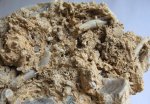 окаменевшая почва с корнями и фрагментами болотных растений