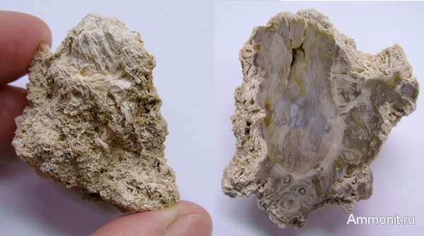 миоцен, Венгрия, окаменелая флора, Ratka