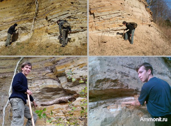 Германия, окаменевшее дерево, верхнемеловая флора, Ахен, Aachen, Upper Cretaceous
