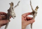 Окаменевшее растение с корневой системой