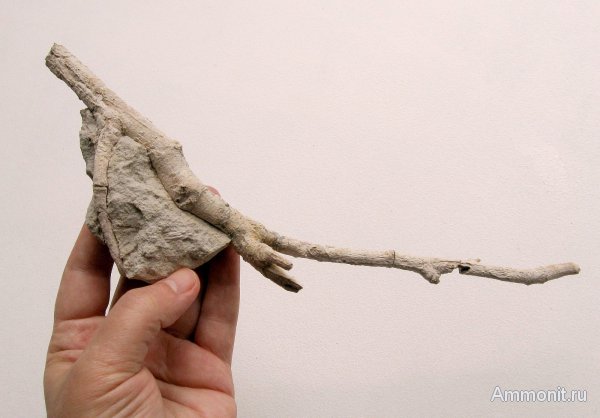 Германия, верхнемеловая флора, Ахен, Aachen, окаменелая флора, Upper Cretaceous