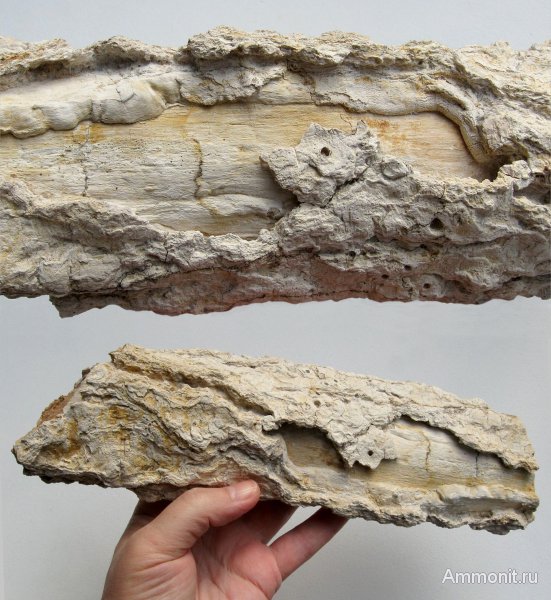 Германия, окаменевшее дерево, верхнемеловая флора, Ахен, Aachen, Upper Cretaceous