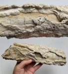 Фрагмент стволика с корой
