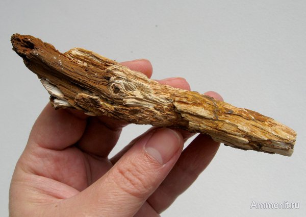 Германия, окаменевшее дерево, верхнемеловая флора, Ахен, Aachen, Upper Cretaceous