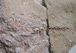 Веточка с сохранившимися частично иголками Веточка с сохранившимися частично иголками