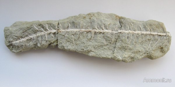 Германия, верхнемеловая флора, Ахен, Aachen, окаменелая флора, Upper Cretaceous