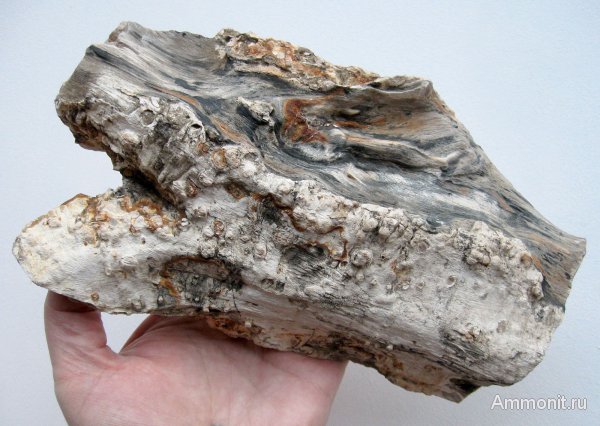 Германия, окаменевшее дерево, верхнемеловая флора, Ахен, Aachen, Upper Cretaceous