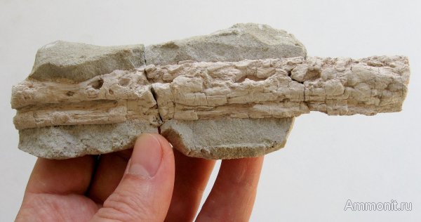 Германия, верхнемеловая флора, Ахен, Aachen, окаменелая флора, Upper Cretaceous