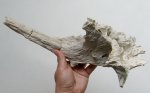 Окаменелая коряга Окаменелая коряга