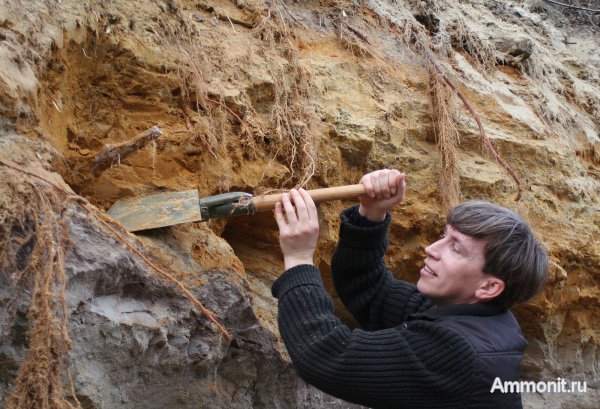 Германия, окаменевшее дерево, верхнемеловая флора, Ахен, Aachen, Upper Cretaceous