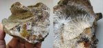 Кристаллы в окаменелом дереве Кристаллы в окаменелом дереве