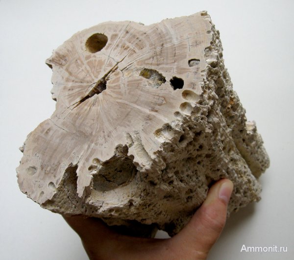 Германия, окаменевшее дерево, верхнемеловая флора, Ахен, Aachen, Upper Cretaceous