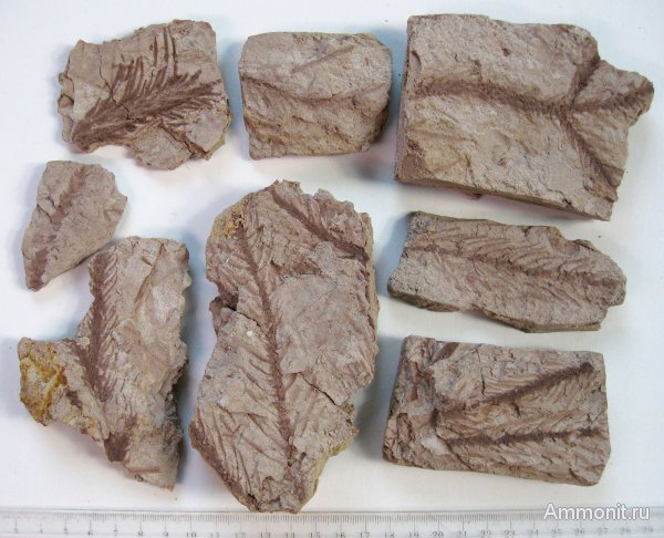 Германия, верхнемеловая флора, Ахен, Aachen, Upper Cretaceous
