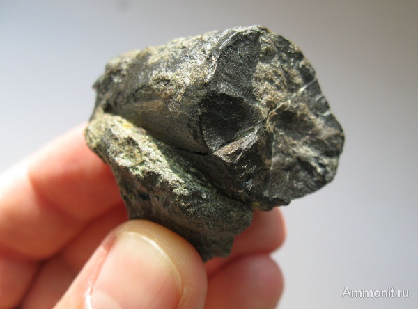 мел, окаменевшее дерево, Украина, Cretaceous