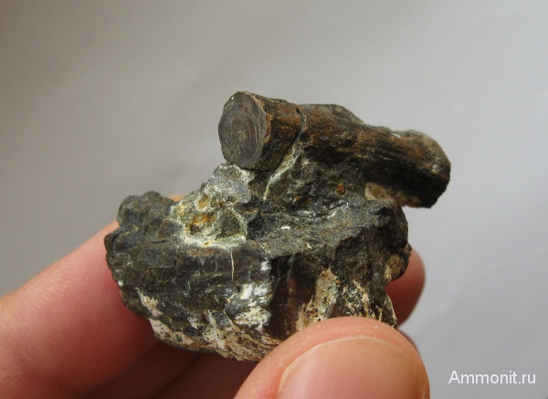 мел, окаменевшее дерево, Украина, Cretaceous