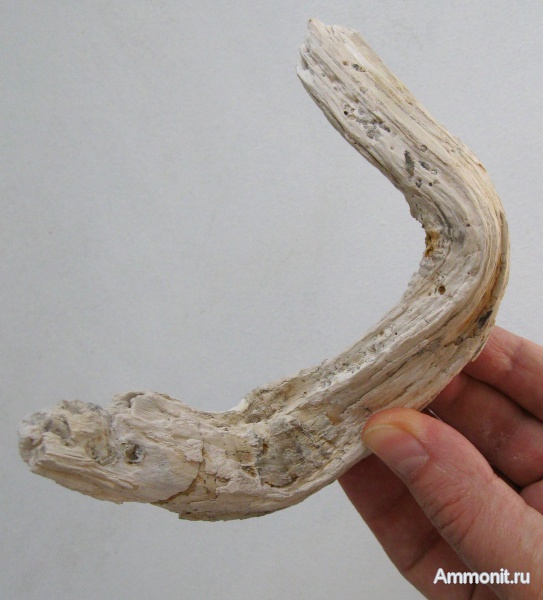 Германия, окаменевшее дерево, верхнемеловая флора, Ахен, Aachen, Upper Cretaceous