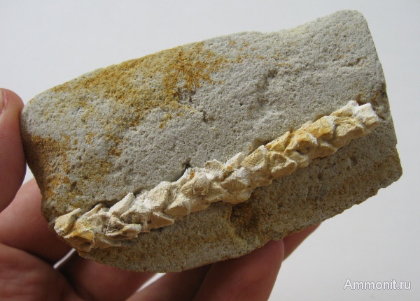 Германия, верхнемеловая флора, Ахен, Aachen, окаменелая флора, Upper Cretaceous