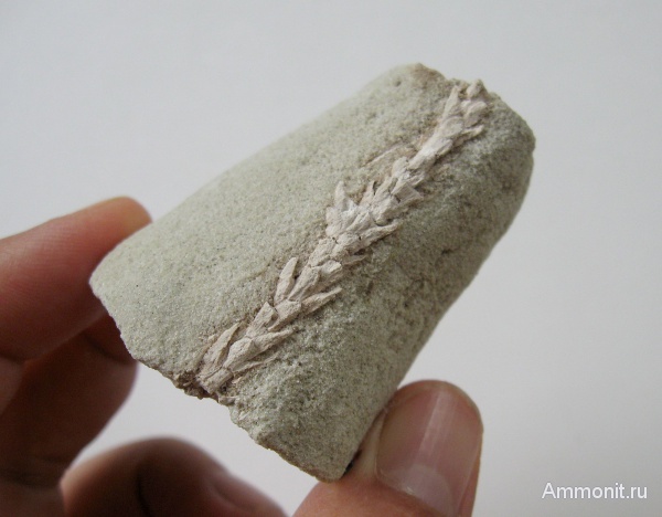 Германия, верхнемеловая флора, Ахен, Aachen, окаменелая флора, Upper Cretaceous