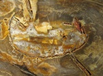 Сердцевина палеозойского дерева (каламит, Arthropitys sp.) крупным планом Сердцевина палеозойского дерева (каламит, Arthropitys sp.) крупным планом