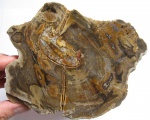 Срез каламита (Аrthropitys sp.)