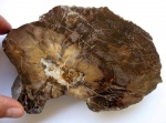 Срез палеозойского дерева (Dadoxylon sp) Срез палеозойского дерева (Dadoxylon sp)