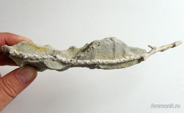 Германия, верхнемеловая флора, Ахен, Aachen, окаменелая флора, Upper Cretaceous