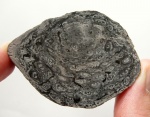 Папоротник Osmundites schemnitzensis