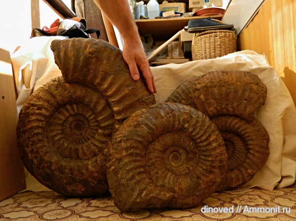 аммониты, юра, волжский ярус, Lomonossovella, Lomonossovella lomonossovi, Epivirgatites nikitini, Ammonites, Dorsoplanitidae, Volgian, Jurassic