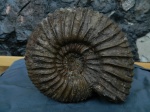Paracraspedites sp.
