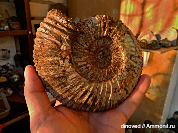 аммониты, юра, волжский ярус, Epivirgatites, Ammonites, Dorsoplanitidae