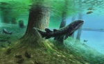 Holoptychius