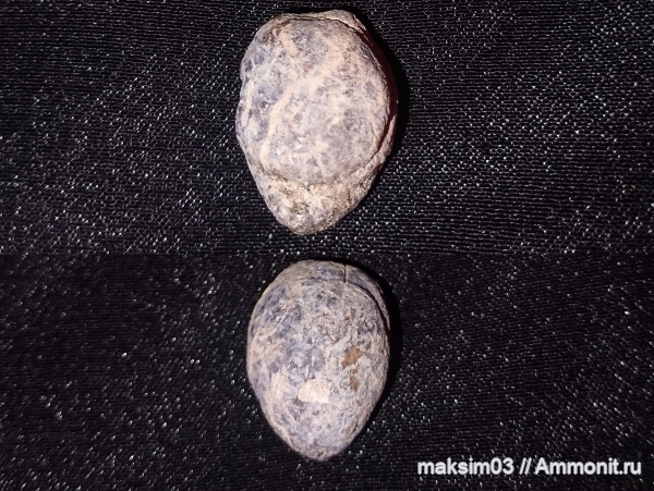 Brachiopods