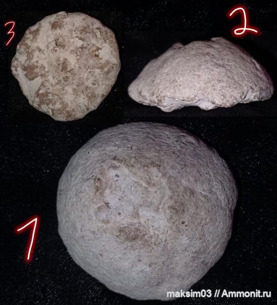 губки, мезозой, сеноман, hexactinellida, Camerospongiidae, гексактинеллиды