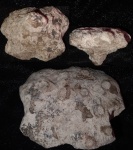 Tremabolites из Колотова Буерака
