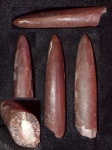 Lagonibelus magnificus