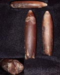 Lagonibelus?